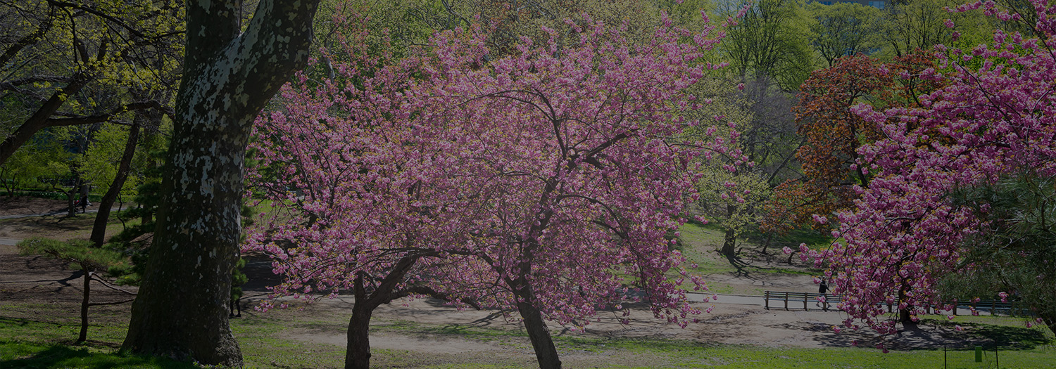 Cherry blossom trees in bloom in Central Park