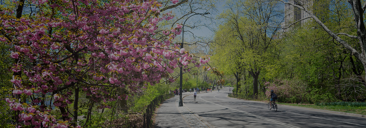 Cherry blossoms along a Central Park path in spring