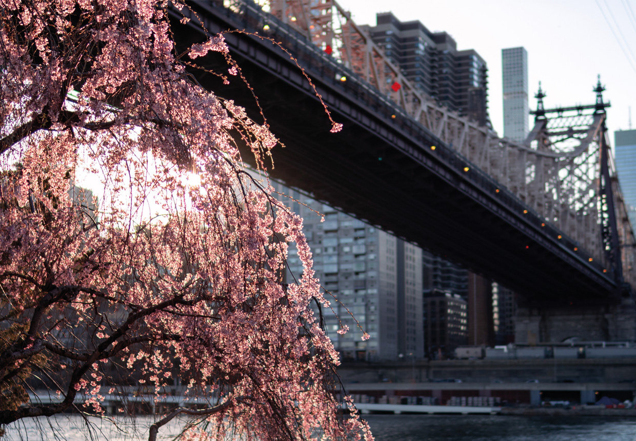 Cherry blossoms beside the Queensboro Bridge in New York City