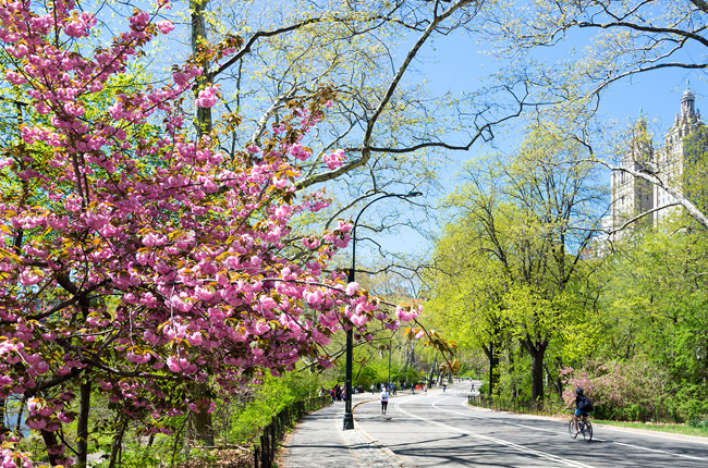 Cherry blossoms along a Central Park path in spring