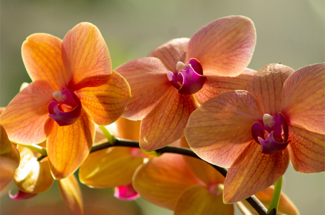 Close-up of orange orchid blooms